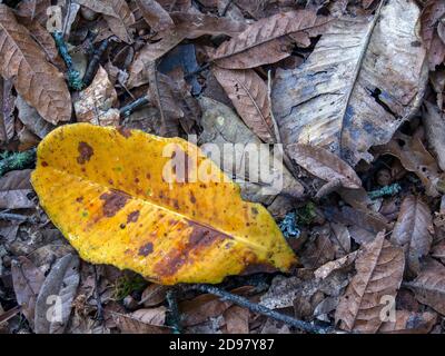 Vue rapprochée d'une feuille de chêne jaune sur quelques feuilles brunes. Capturé dans la forêt nuageuse de la montagne d'Iguaque dans les Andes centrales de Colombie. Banque D'Images
