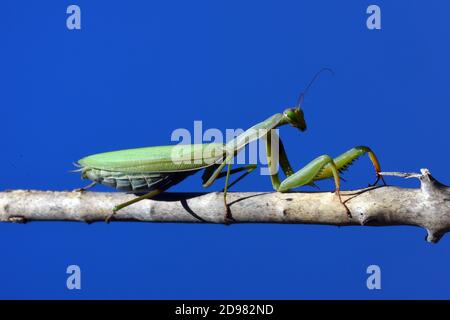 La femelle verte priant Mantis, Mantis religiosa, posa sur Twig ou branche contre Blue Sky Banque D'Images
