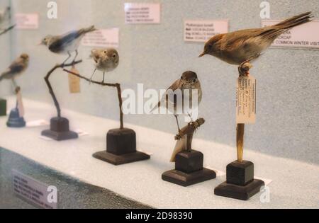 Oiseaux en peluche exposés dans un musée d'histoire naturelle Banque D'Images