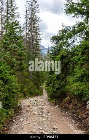 Sentier de montagne de Stony menant à travers la forêt luxuriante de conifères, les pins et les sprint dans les montagnes Tatra en Pologne. Banque D'Images