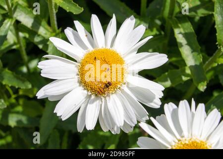 marmelade volent pour rassembler le nectar d'une marguerite Banque D'Images