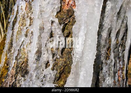 Souche d'arbre avec des glaçons sur l'écorce Banque D'Images