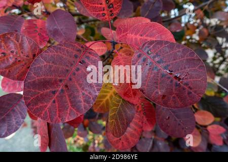 Riches feuilles rouges recouvertes de gouttes de pluie sur le violet royal feuilles de plantes Banque D'Images