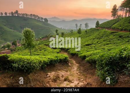 Les plantations de thé à Munnar, Kerala, Inde Banque D'Images