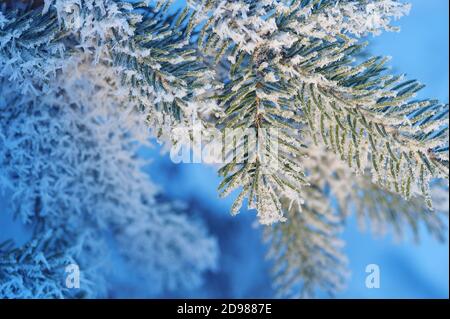 Sapin de Noël à feuilles persistantes avec neige fraîche sur ton bleu, fond d'hiver Banque D'Images