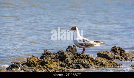 Mouette à tête noire avec plumage d'été à l'océan, espèce commune d'oiseaux aquatiques européens Banque D'Images