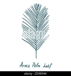 Areca Palm Leaf, Doodle dessiné à la main, croquis en style de coupe de bois, illustration Banque D'Images