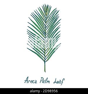 Areca Palm Leaf, Doodle dessiné à la main, illustration de l'esquisse de couleur Banque D'Images