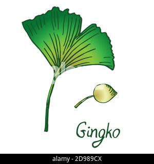 Ginkgo (Ginkgo biloba ou arbre à poils longs) feuille et graine, Doodle dessiné à la main, dessin de couleur Banque D'Images