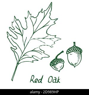 Chêne rouge (Erythrobalanus) feuille et gland, nain dessiné à la main, croquis en style de coupe de bois, illustration Banque D'Images
