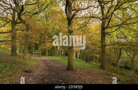 Forêt mixte à Shipley Glen, Baildon, Yorkshire, Angleterre. Banque D'Images