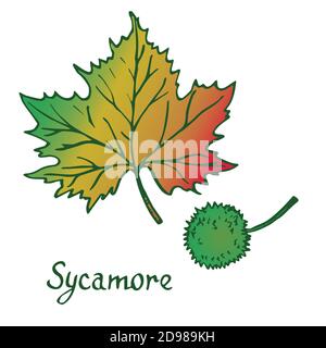 Sycamore (sycamore américain, platanus occidentalis) feuilles et fruits, croque dessinées à la main, dessin de couleur Banque D'Images