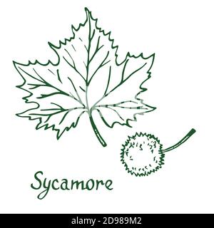 Sycamore (sycamore américain, platanus occidentalis) feuilles et fruits, croûtes dessinées à la main, croquis de style coupe de bois, illustration Banque D'Images