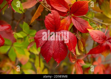 Gros plan sur les feuilles de la super-réducteur de virginie en automne. Banque D'Images