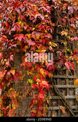 Un super-réducteur de virginie en automne. La plante monte un treillis sur un treillis sur un mur. Banque D'Images