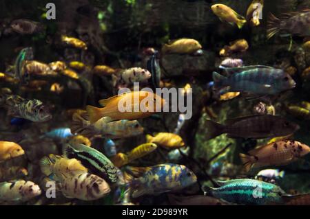 école de poissons colorés nageant les uns à côté des autres Banque D'Images