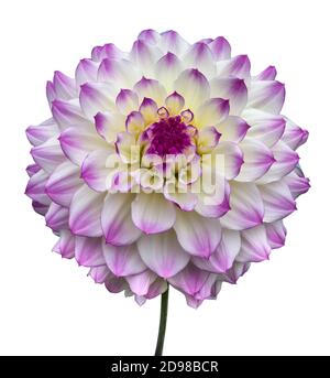 Le dahlia (nom, Hapet Yeux Bleus) dans le jardin dahlia Baden Baden près de la Lichtentaler Allée. Baden Baden, Baden Württemberg, Allemagne Banque D'Images