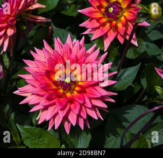 Le dahlia (nom, Dagla 80) dans le jardin du dahlia Baden Baden, près de l'allée du lichtentaler. Baden Baden, Bade-Wurtemberg, Allemagne Banque D'Images