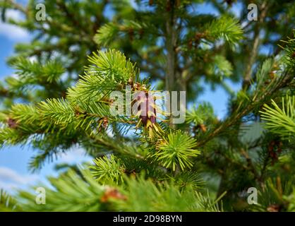 Magnifique cône de pin Pseudotsuga menziesii, sapin de Douglas Banque D'Images