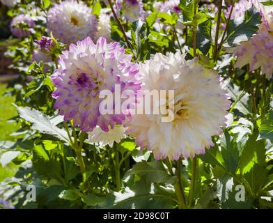 Le dahlia (nom, Hapet Yeux Bleus) dans le jardin dahlia Baden Baden près de la Lichtentaler Allée. Baden-Baden, Bade-Wurtemberg, Allemagne Banque D'Images