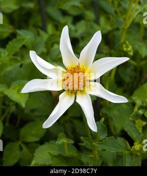 Le dahlia (nom, Honka) dans le jardin dahlia Baden Baden près de la Lichtentaler Allée. Baden Baden, Baden Württemberg, Allemagne Banque D'Images