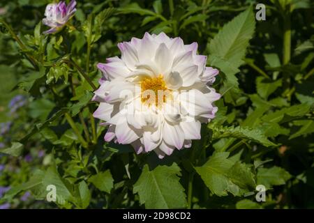 Le dahlia (nom, Hapet Yeux Bleus) dans le jardin dahlia Baden Baden près de la Lichtentaler Allée. Baden-Baden, Bade-Wurtemberg, Allemagne Banque D'Images