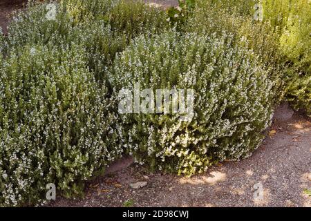 Plante salée. Plante herbeuse salée d'hiver (Satureja hortensis). Jardin botanique, Kit Karlsruhe, Allemagne, Europe Banque D'Images