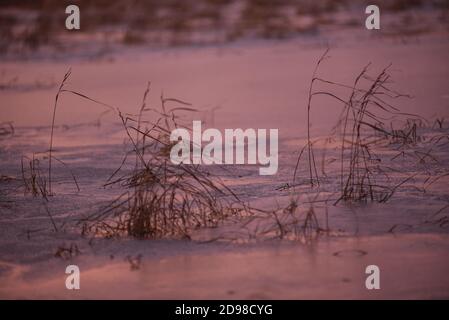 Fin de l'automne. La première glace sur le lac. L'herbe est sèche et osciller dans le vent fort. La première neige est couché sur les bosses. Coucher de soleil violet givré Banque D'Images