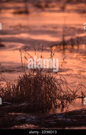 Fin de l'automne. La première glace sur le lac. L'herbe est sèche et osciller dans le vent fort. La première neige est couché sur les bosses. Coucher de soleil violet givré Banque D'Images