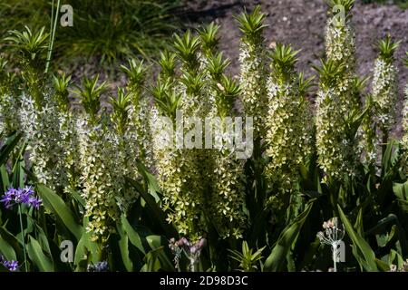 Un groupe de lys d'ananas au jardin botanique, jardin botanique, KIT Karlsruhe, Allemagne, Europe Banque D'Images