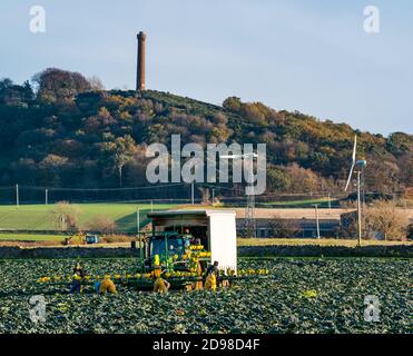 East Lothian, Écosse, Royaume-Uni, 3 novembre 2020. Météo au Royaume-Uni : récolte de choux avec des ouvriers agricoles qui effectuent des travaux révolutionnaires en coupant des choux et en les plaçant sur un tapis convoyeur avec des tasses rondes sous le soleil d'automne, avec le monument Hopetoun situé sur la colline de Byres Hill en arrière-plan Banque D'Images