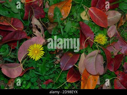 pissenlit jaune fleur parmi les feuilles dans les couleurs d'automne déchue le sol herbacé Banque D'Images