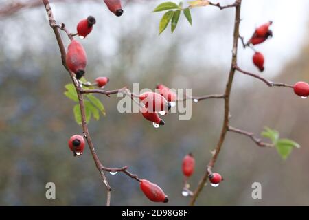 Gouttes de rosée sur les branches et les baies de rosehip Banque D'Images