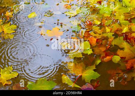Feuilles d'automne flottant dans la flaque d'eau Banque D'Images