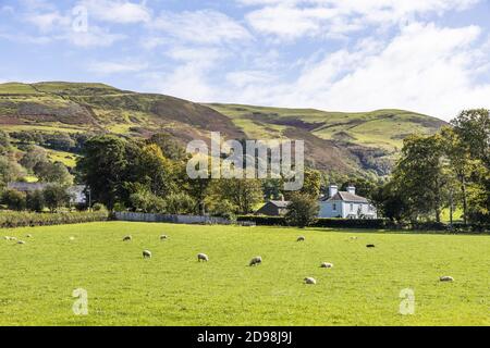 Un champ de moutons en dessous de Kirk est tombé dans le district des lacs anglais de Lorton Vale à High Lorton, Cumbria, Royaume-Uni Banque D'Images