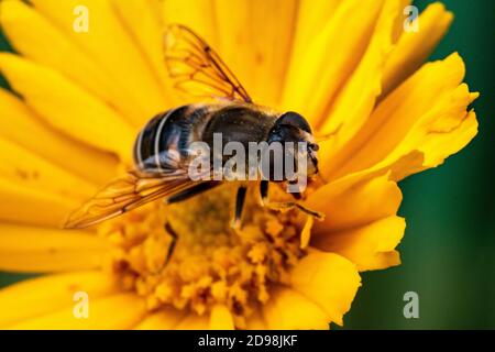 Coloré, gros plan Voir le détail d'une mouche survolée couverte de pollen (Eristalis tenax) se nourrissant d'une fleur de jardin jaune lors d'une journée d'été. Banque D'Images