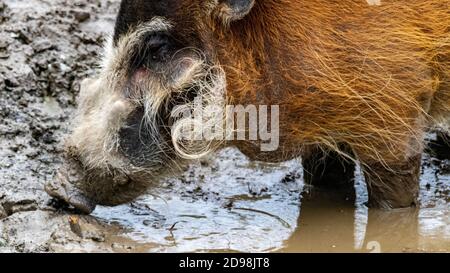 Gros plan Portrait d’un porc de la rivière Rouge (porcus de Potamochoerus) jusqu’à ses genoux dans Mud. On dirait qu'il est souriant. Banque D'Images