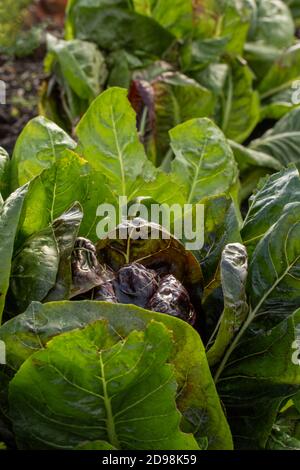 Le radicchio à feuilles 'Rossa di Treviso precoce, gros plan naturel portrait de légumes Banque D'Images