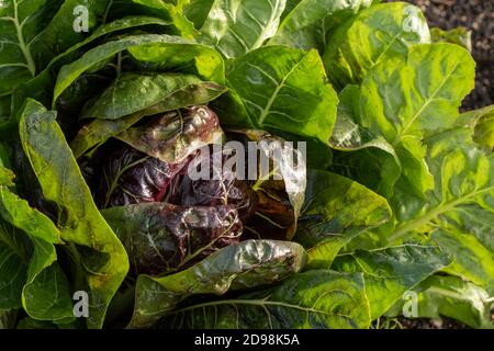 Le radicchio à feuilles 'Rossa di Treviso precoce, gros plan naturel portrait de légumes Banque D'Images