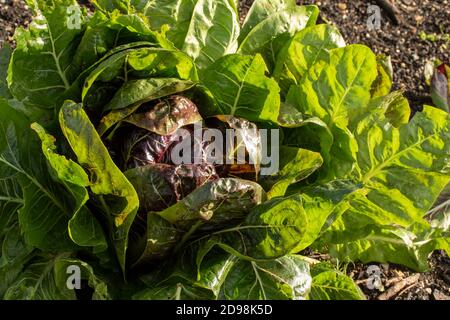 Le radicchio à feuilles 'Rossa di Treviso precoce, gros plan naturel portrait de légumes Banque D'Images