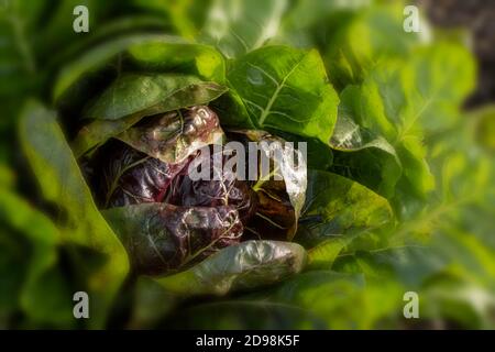 Le radicchio à feuilles 'Rossa di Treviso precoce, gros plan naturel portrait de légumes Banque D'Images