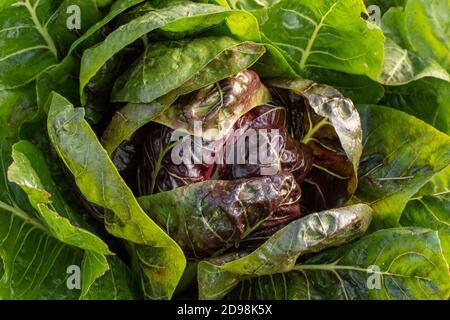 Le radicchio à feuilles 'Rossa di Treviso precoce, gros plan naturel portrait de légumes Banque D'Images