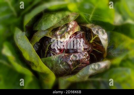 Le radicchio à feuilles 'Rossa di Treviso precoce, gros plan naturel portrait de légumes Banque D'Images