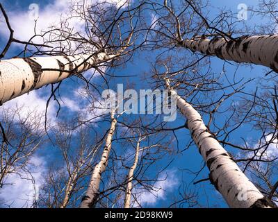 En regardant à travers les arbres sans feuilles d'Aspen jusqu'au ciel bleu Banque D'Images