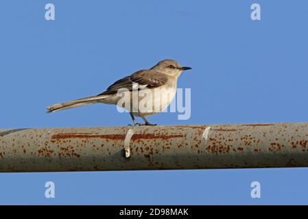 Mockingbird du Nord (Mimus polyglottos) adulte perché sur un tuyau rouillé en Floride Février Banque D'Images