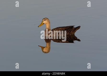 Canard marbré (Aas fulvigula) adulte mâle sur l'eau avec réflexion Sanibel Island, Floride Février Banque D'Images