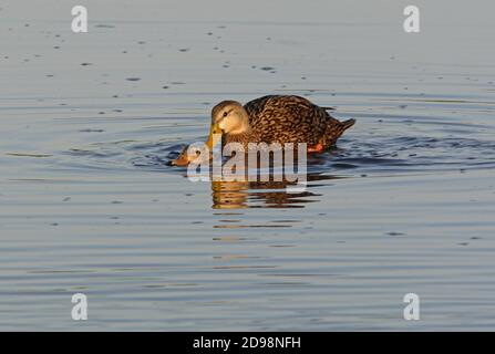 Paire de canards marbés (Aas fulvigula) se accouplant à Sanibel Island, Floride Février Banque D'Images