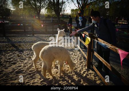 Tangshan, province chinoise de Hebei. 3 novembre 2020. Les visiteurs nourrissent des alpagas dans un complexe touristique rural du district de Fengnan à Tangshan, dans la province de Hebei, au nord de la Chine, le 3 novembre 2020. Credit: Xing Guangli/Xinhua/Alay Live News Banque D'Images