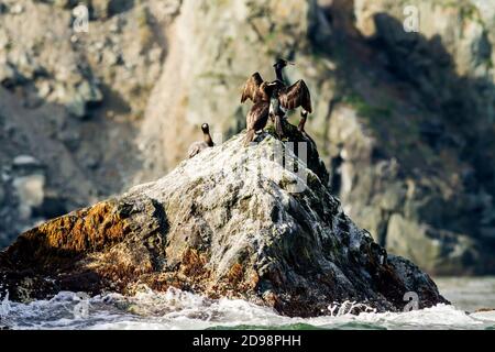 Colonie de cormorans, péninsule de Kamchatka, à proximité du cap Kekurny, Russie. Banque D'Images