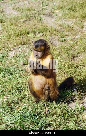 Capucins touffés au zoo, Gehaubter Kapuziner, Cebus apella, Sapajus apella, Apella csuklyásmajom Banque D'Images